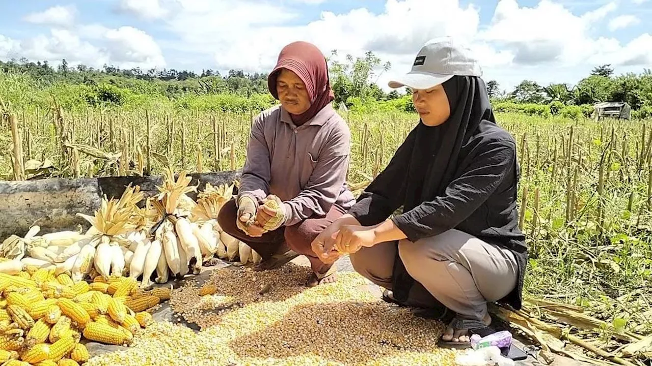 Program Tekad, Demplot Jagung Ubah Tihuana dari Desa Tertinggal Menuju Desa Mandiri