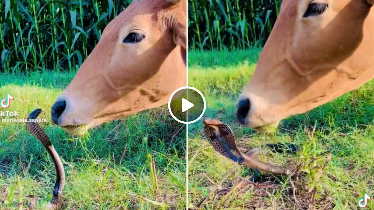 घास चरती गाय के सामने फन फैलाकर खड़ा हो गया कोबरा, फिर गाय ने जो किया वह देखकर लोग दंग रह गए!