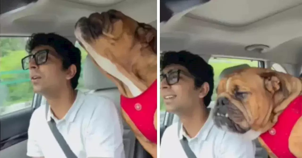 Dog Singing Video: इंग्लिश सॉन्ग बजते ही बुल डॉग बन गया 'सिंगर', छेड़ दी ऐसी तान कि वीडियो हो रहा है वायरल