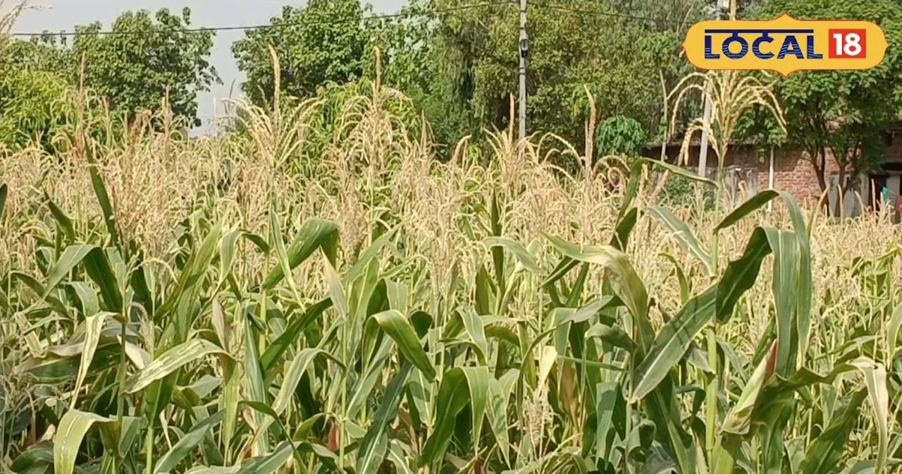 Green Fodder: पशुपालक ऐसे करें 5 फसलों की बुवाई, इन बातों का रखें ध्यान; साल भर नहीं होगी चारे की कमी!