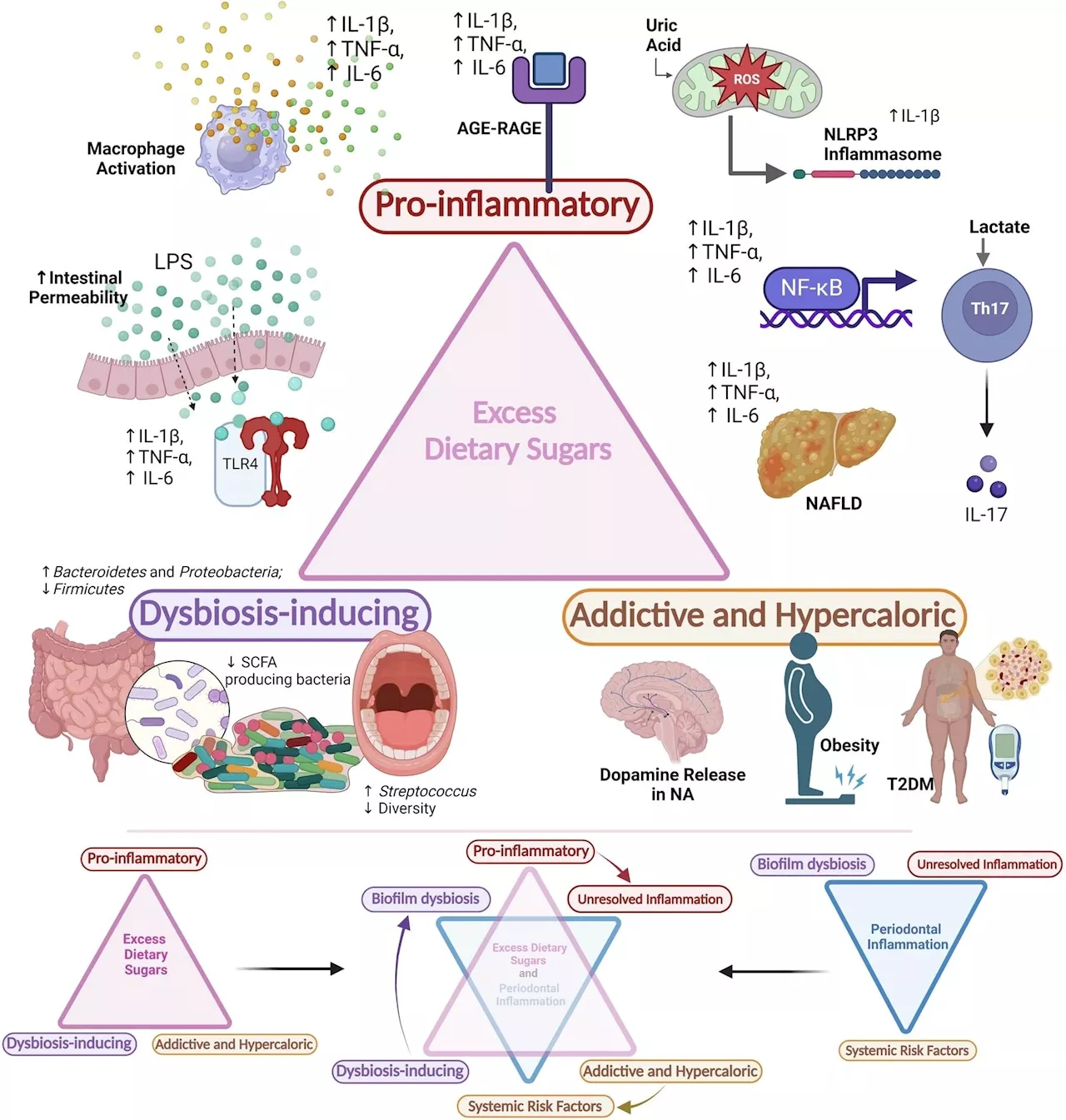 Excess sugar consumption triggers inflammation and dysbiosis, worsening periodontal disease