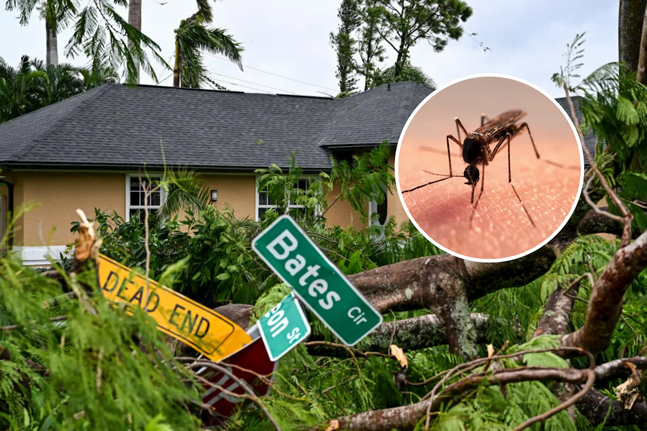 Hurricane Milton May Cause Florida 'Explosion' in Mosquito-Borne Diseases