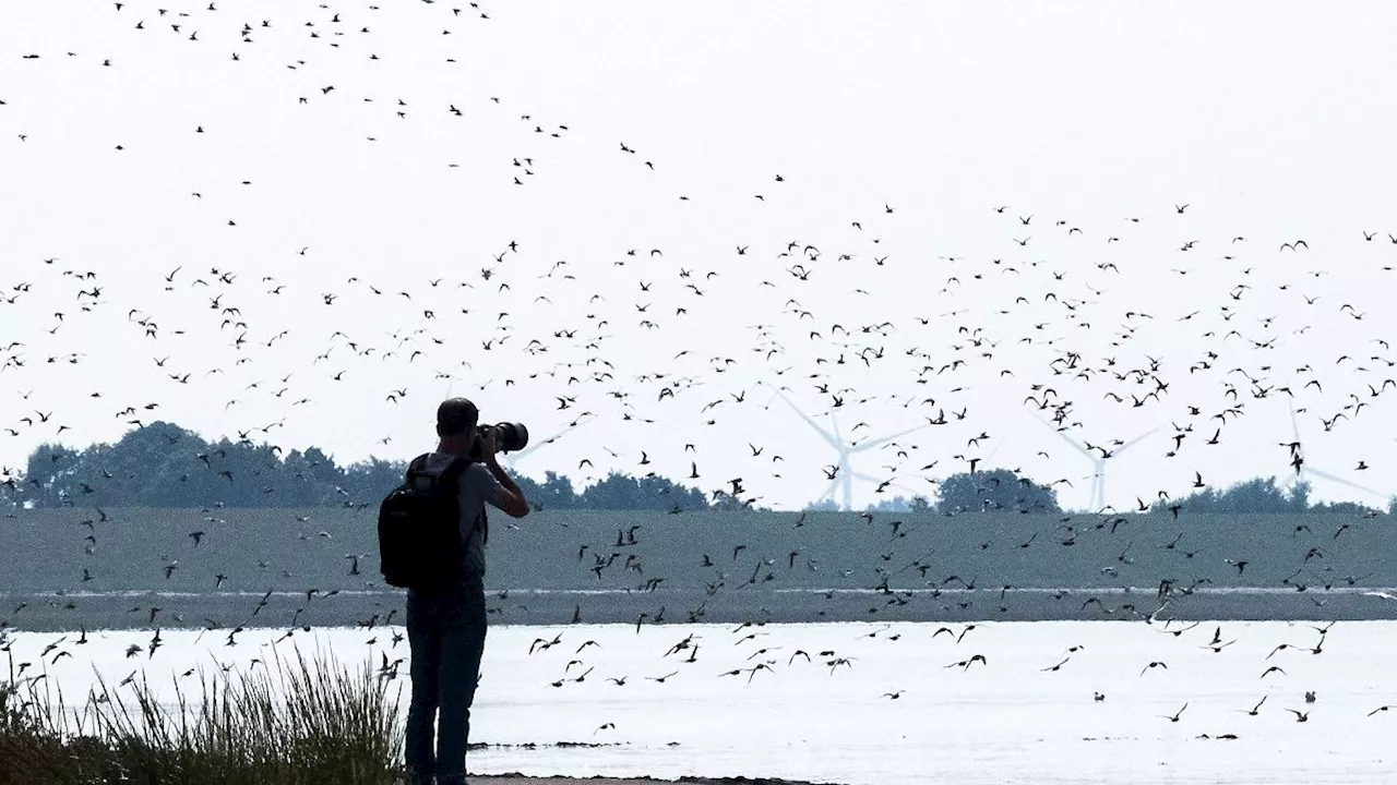 Niedersachsen & Bremen: Zugvogeltage im niedersächsischen Wattenmeer beginnen