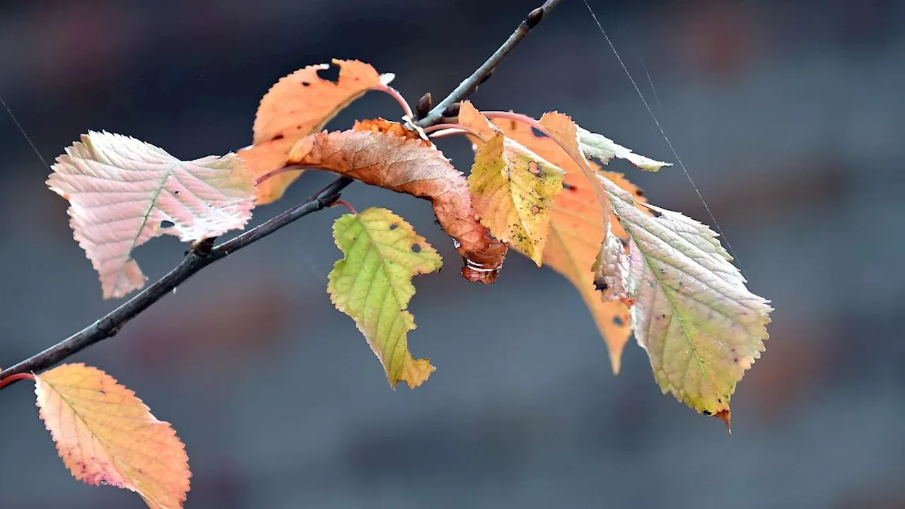 Nordrhein-Westfalen: Wolken und Temperaturen unter 15 Grad in Nordrhein-Westfalen