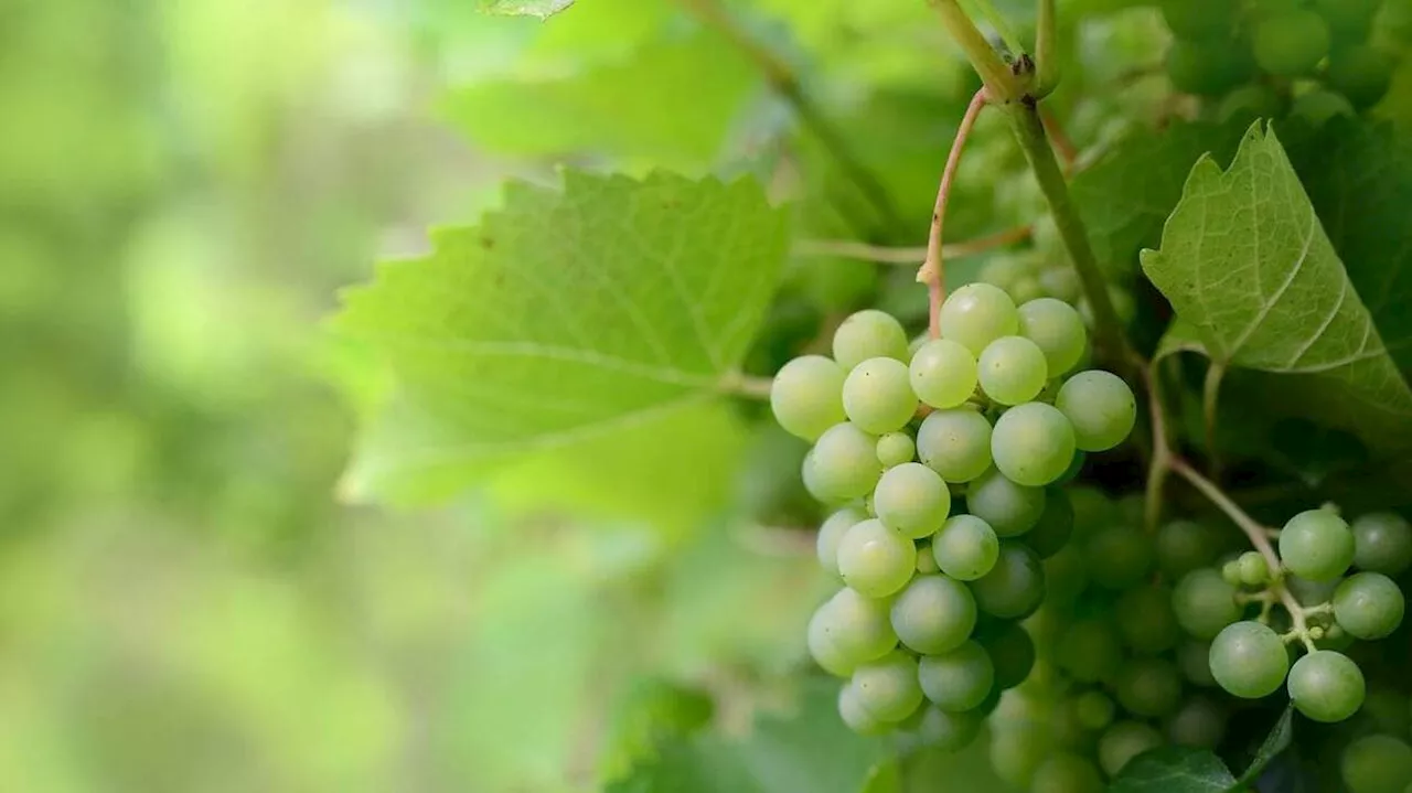 Crise du cognac : les viticulteurs furieux manifestent contre les nouvelles taxes chinoises