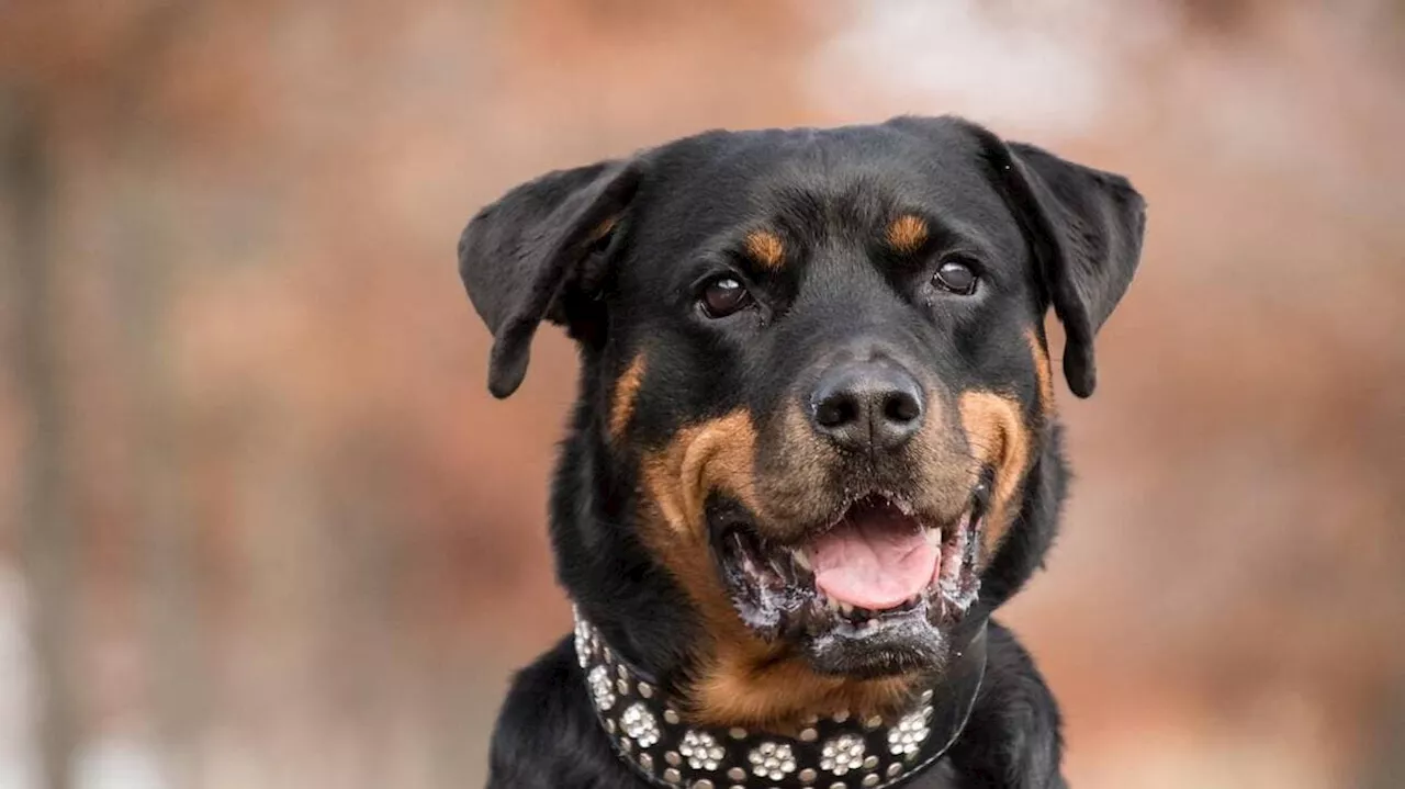 Pyrénées-Atlantiques : la propriétaire du chien qui avait mordu un bébé va être jugée en 2025