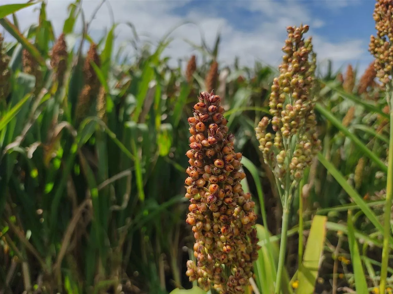 Retraso de lluvias en Guanajuato afectará calidad de cosechas de sorgo en Silao y Romita