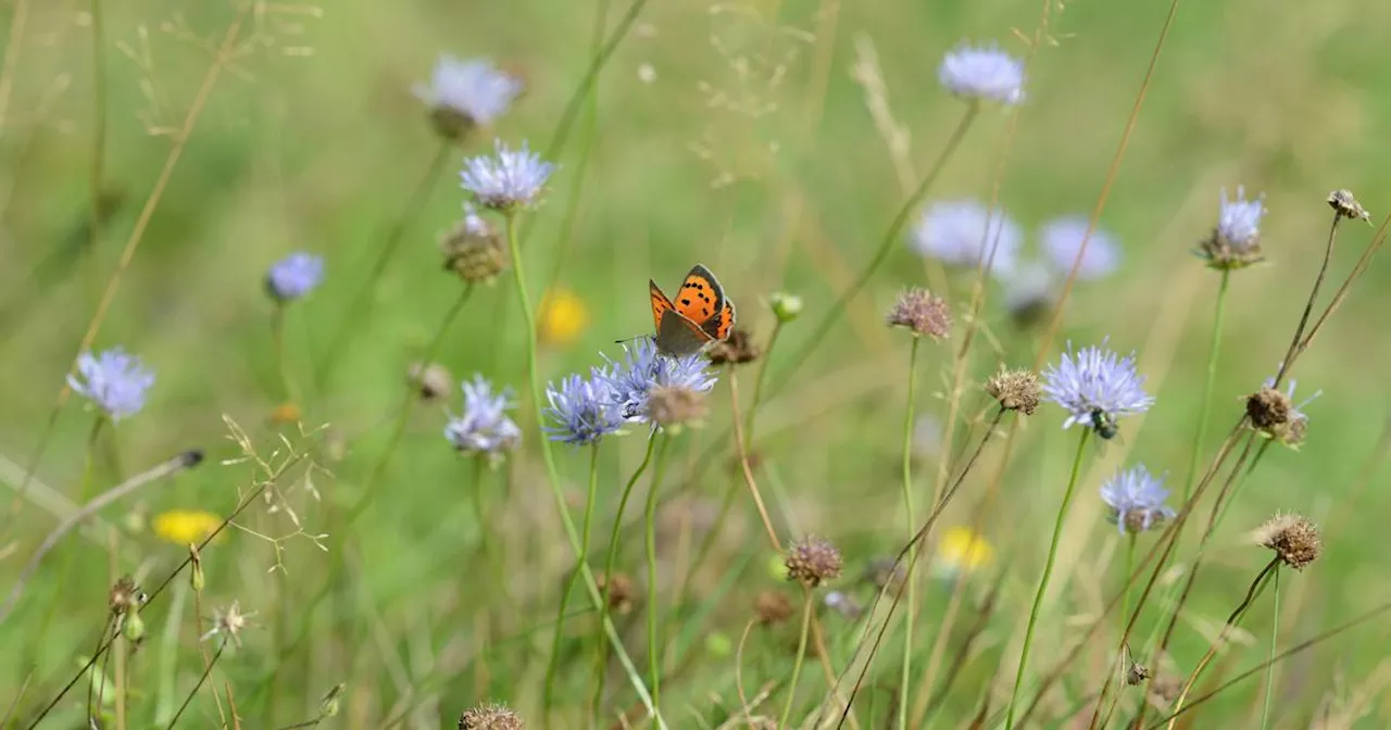 Aktionswoche 'Achtung Artenvielfalt': Wie steht es um die Biodiversität?