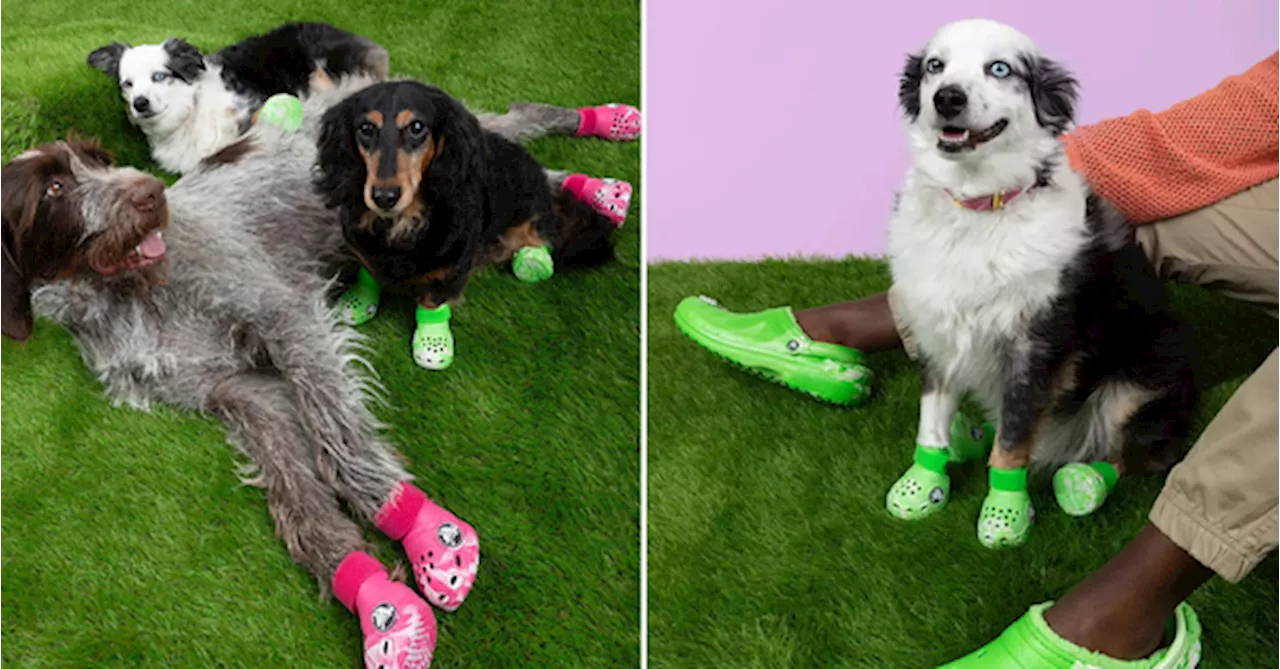 Crocs Now Has Shoes For Your Dogs