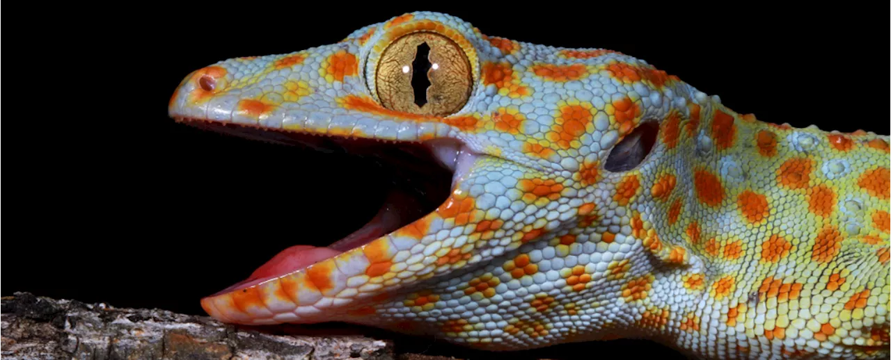 Scientists Discover a Mysterious 'Sixth Sense' Hidden in Geckos