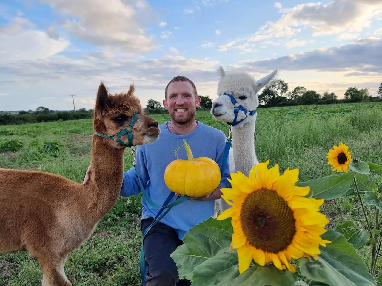 take a walk with the fluffy friends at a farm near Shropshire