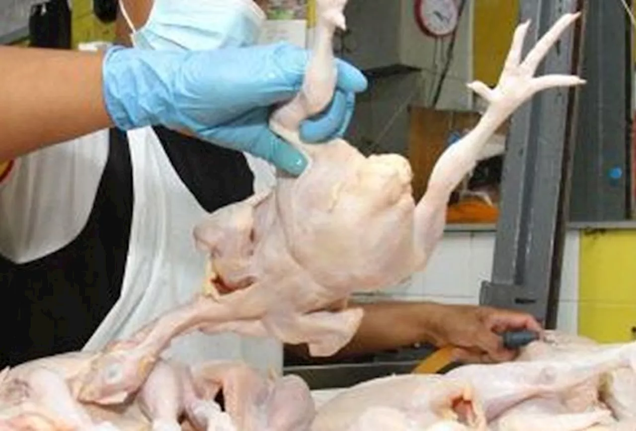 QuickCheck: Are some eateries buying diseased poultry to save costs?