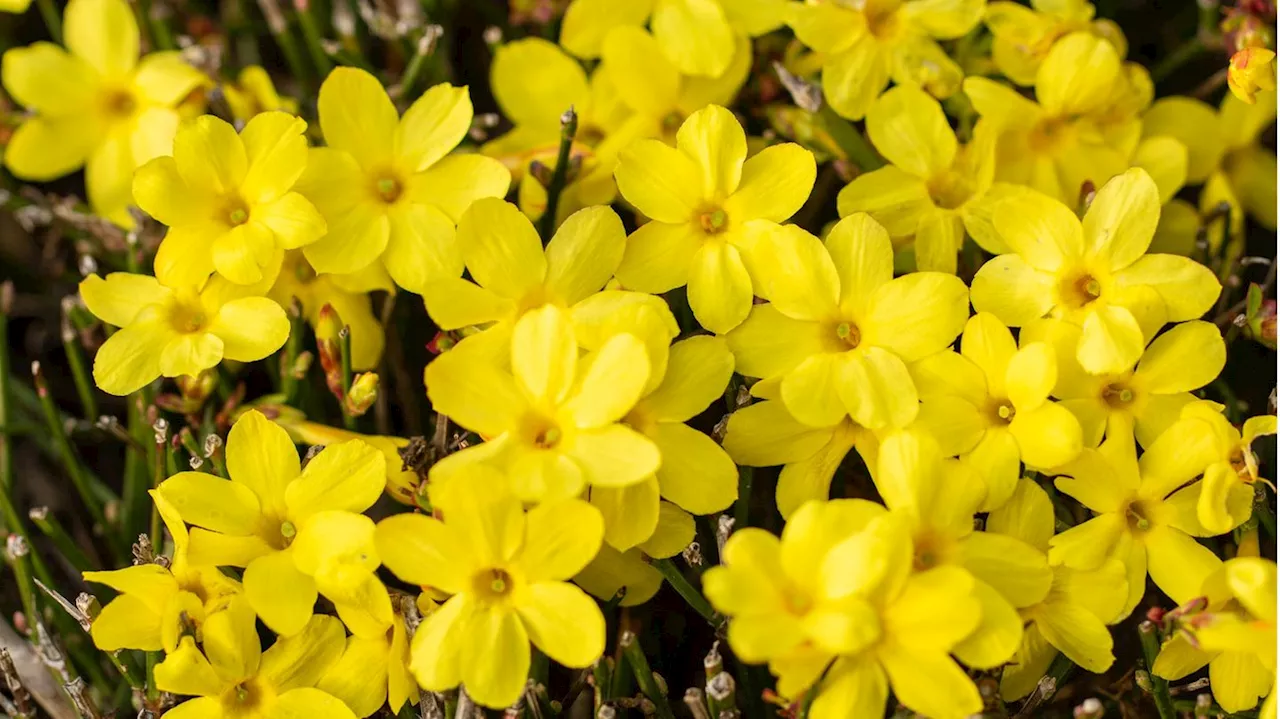 Winterblüher: Diese 5 Pflanzen verschönern Ihren Garten im Winter