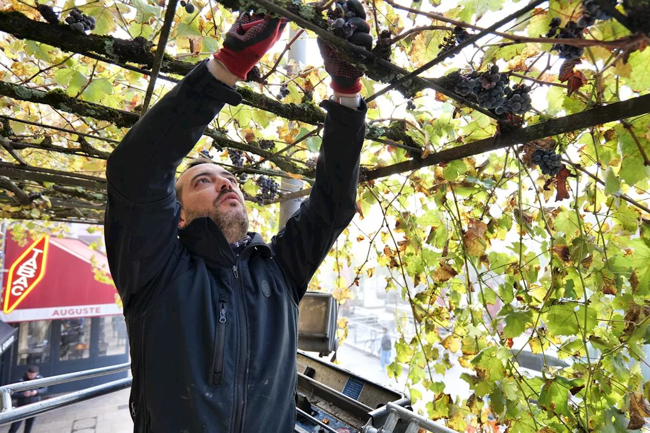 À Bordeaux, on vendange aussi en centre-ville les grappes d’un pied de vigne bicentenaire