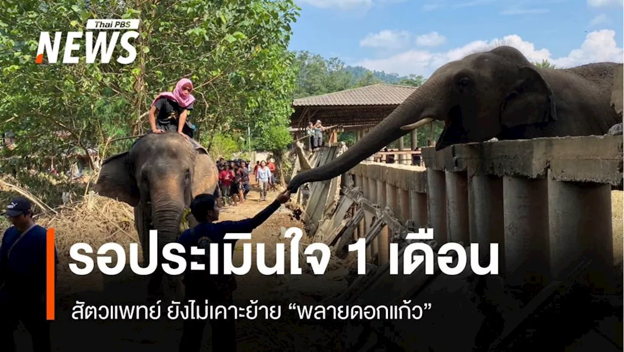 ดรามาย้ายช้าง รอ 1 เดือนประเมินใจ 'ดอกแก้ว' เพิ่งพ้นน้ำท่วม