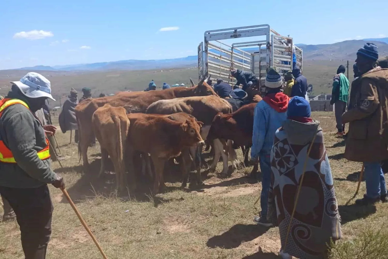 Six nabbed for stock theft worth over R6m in Eastern Cape