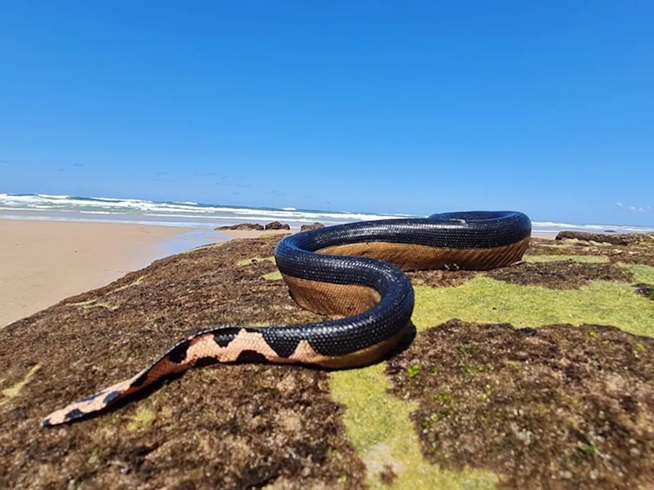 Venomous yellow-bellied sea snake released back into the ocean along SA coast