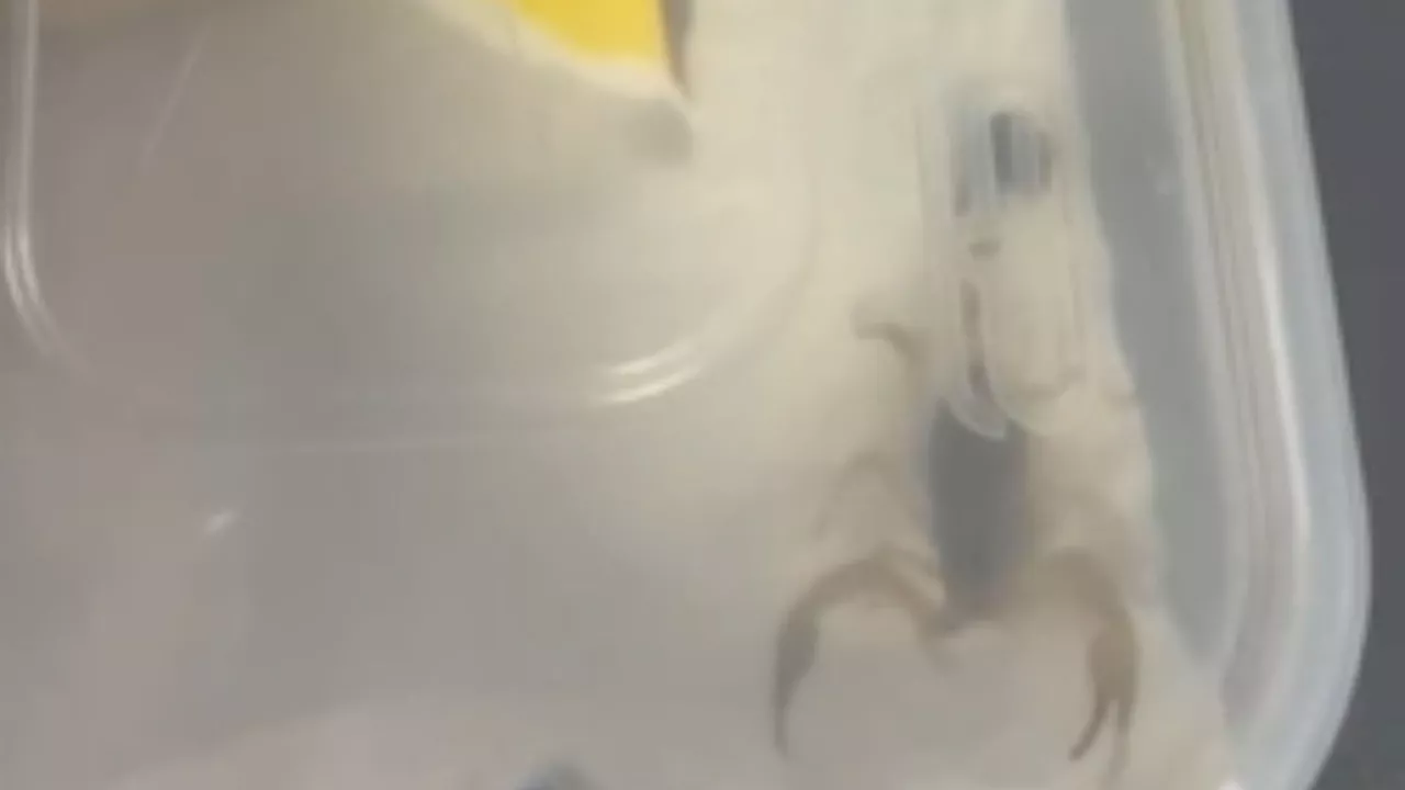 Moment student finds deadly Chinese SCORPION crawling around in Shein parcel before locking it in a...