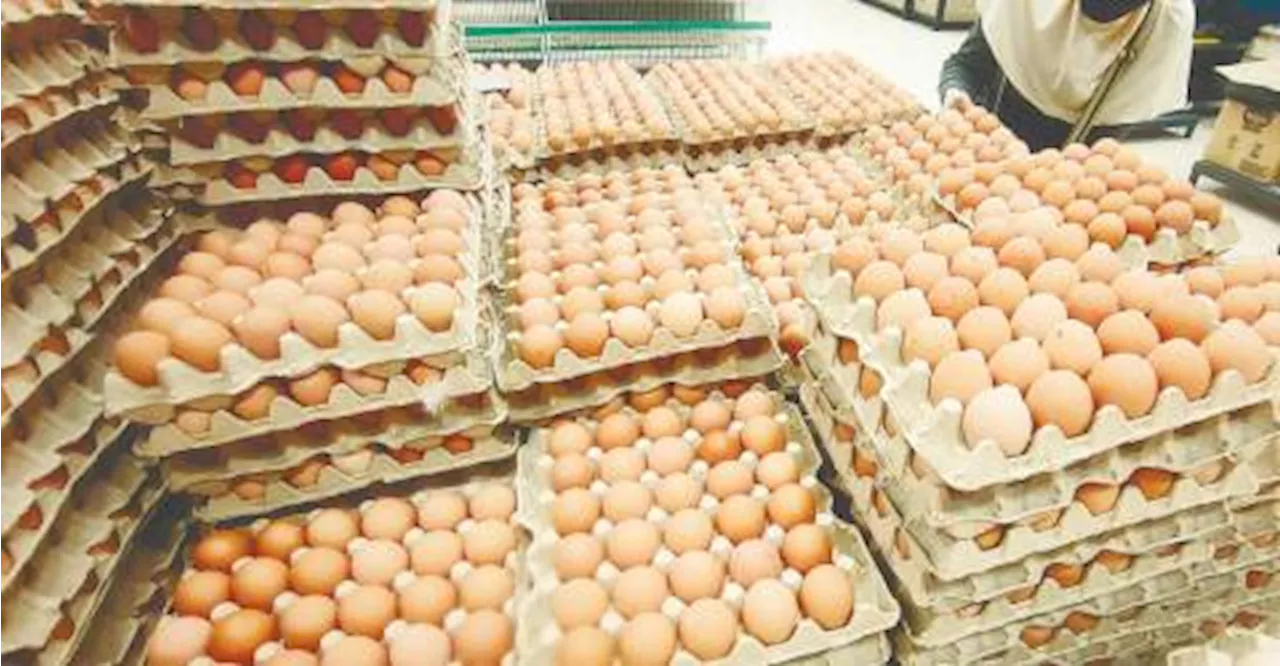 Malaysia Considers Ending Egg Subsidies Amid Stable Supply