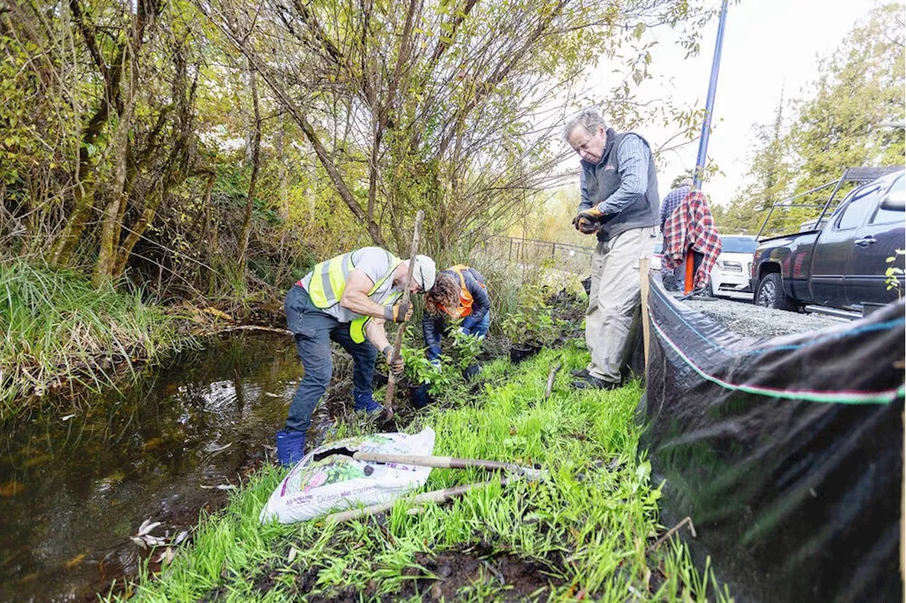 Langford creek damaged by development restored by volunteers