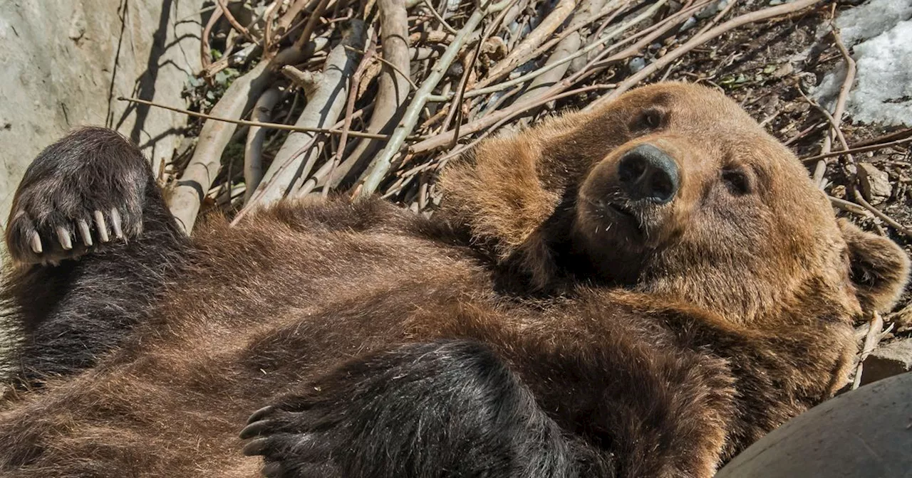 Bärenpaar im Innsbrucker Alpenzoo arbeitet fleißig am Winterspeck