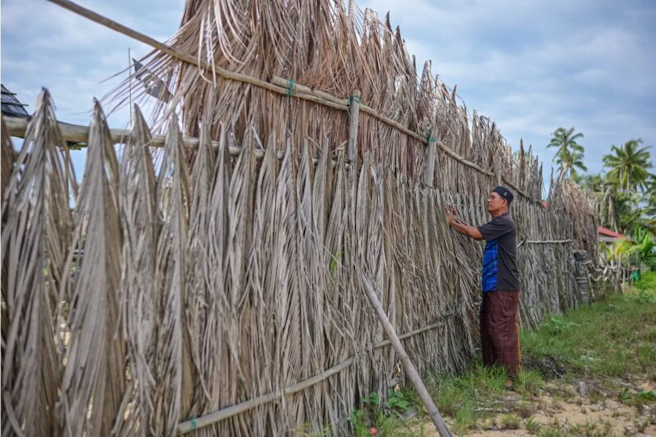 Pelepah kelapa penghadang angin Monsun Timur Laut