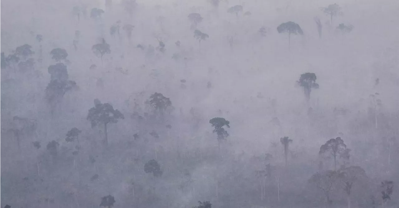 Queimadas devastaram o equivalente a um estado de Roraima em vegetação nativa no Brasil