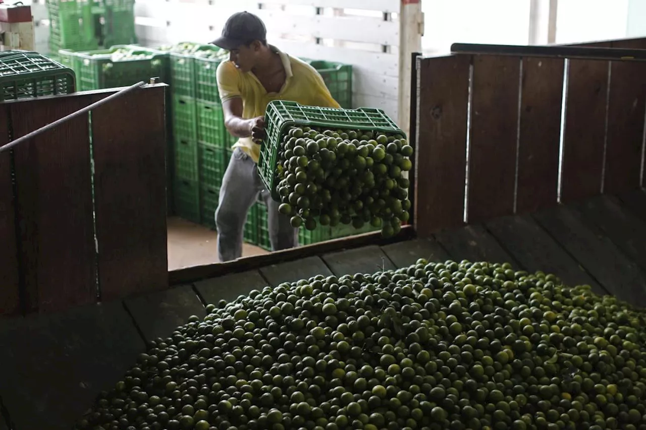 Mexican troops deployed to protect lime growers from cartel extortion