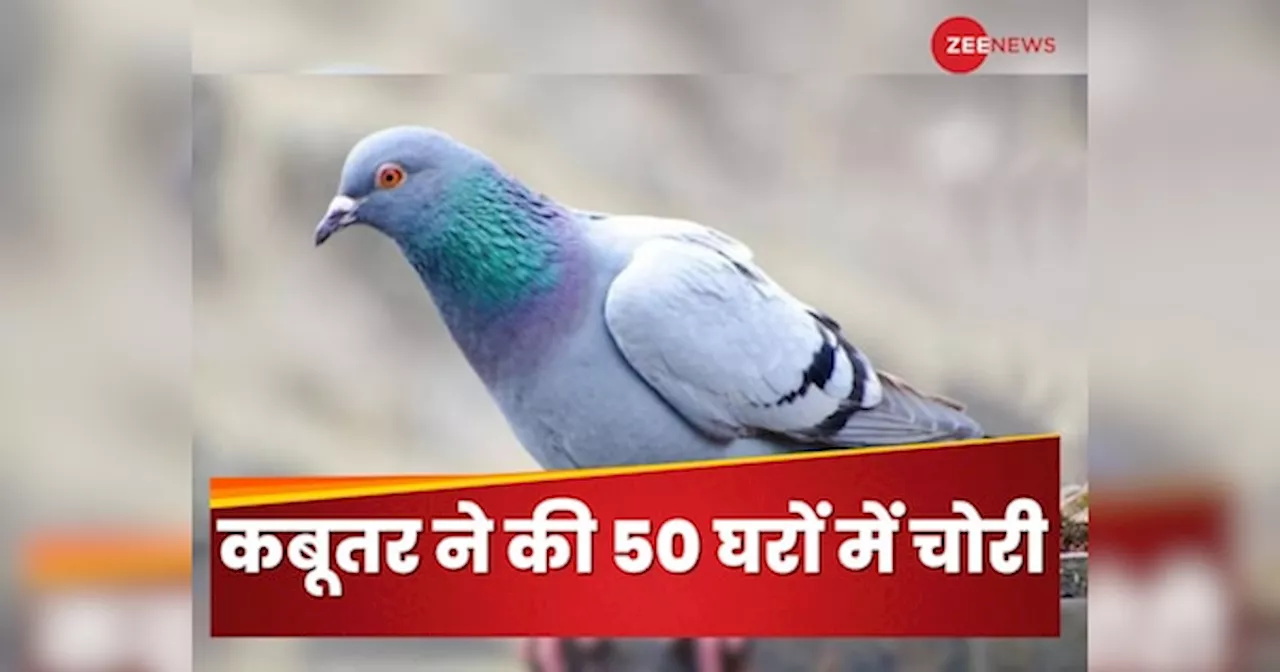 कबूतरों को भी बना डाला चोर! 50 घरों में चोरी करने वाला शख्स ऐसे डालता था डकैती, जानें पूरा किस्सा