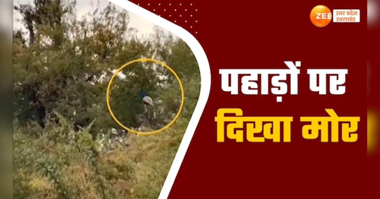 Uttarkashi Video: पहाड़ों की हजारों फीट ऊंचाई पर दिखा दुर्लभ मोर, देखें ये मनमोह लेने वाला वीडियो