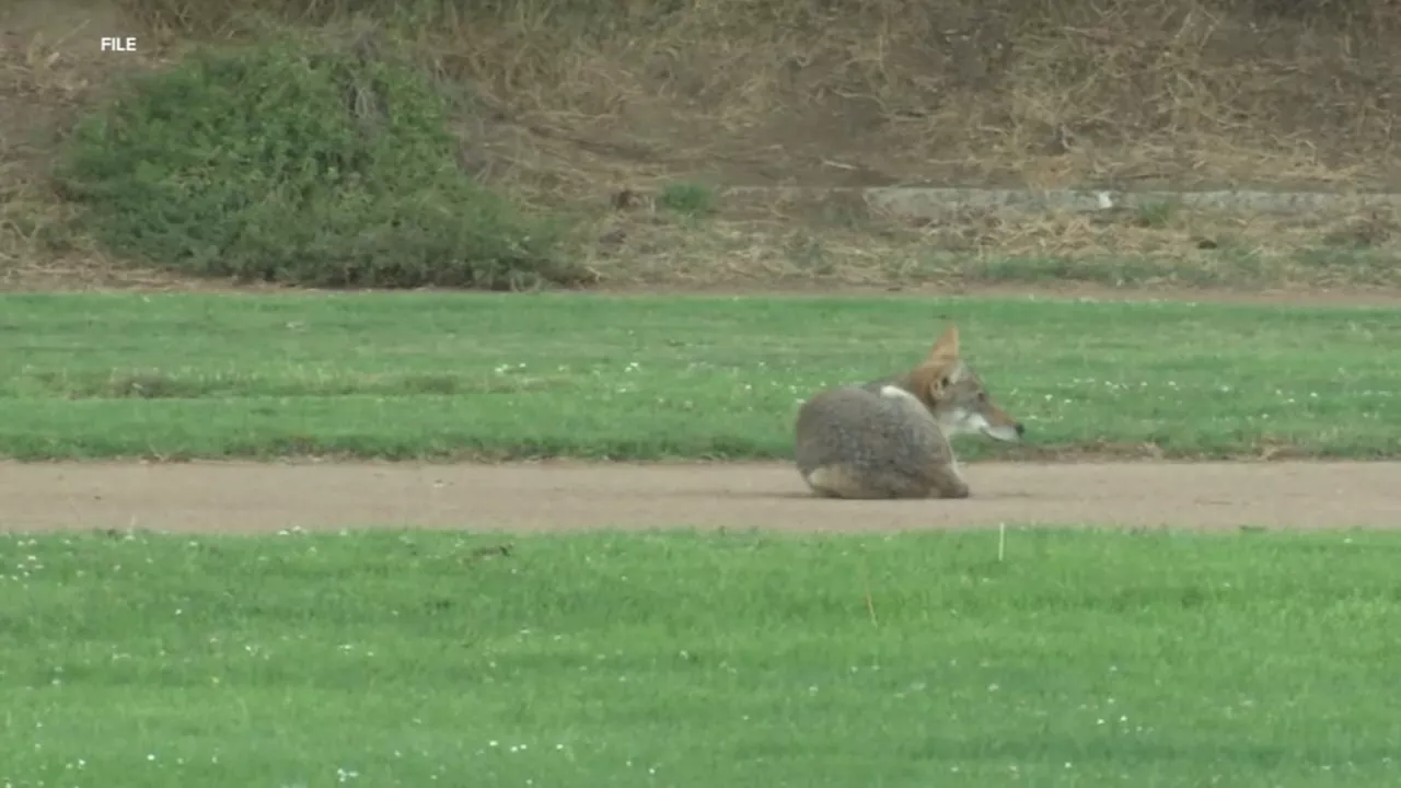 Coyote that killed 3 dogs, attacked people in San Francisco killed by officials