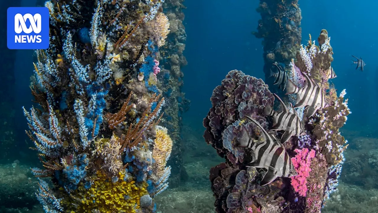 Busselton Jetty could be home to sea sponges with cancer-fighting compounds