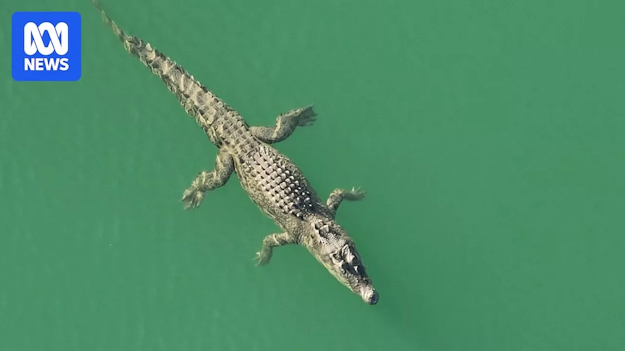 Hunt for two-metre saltwater crocodile puts WA tourist town on edge