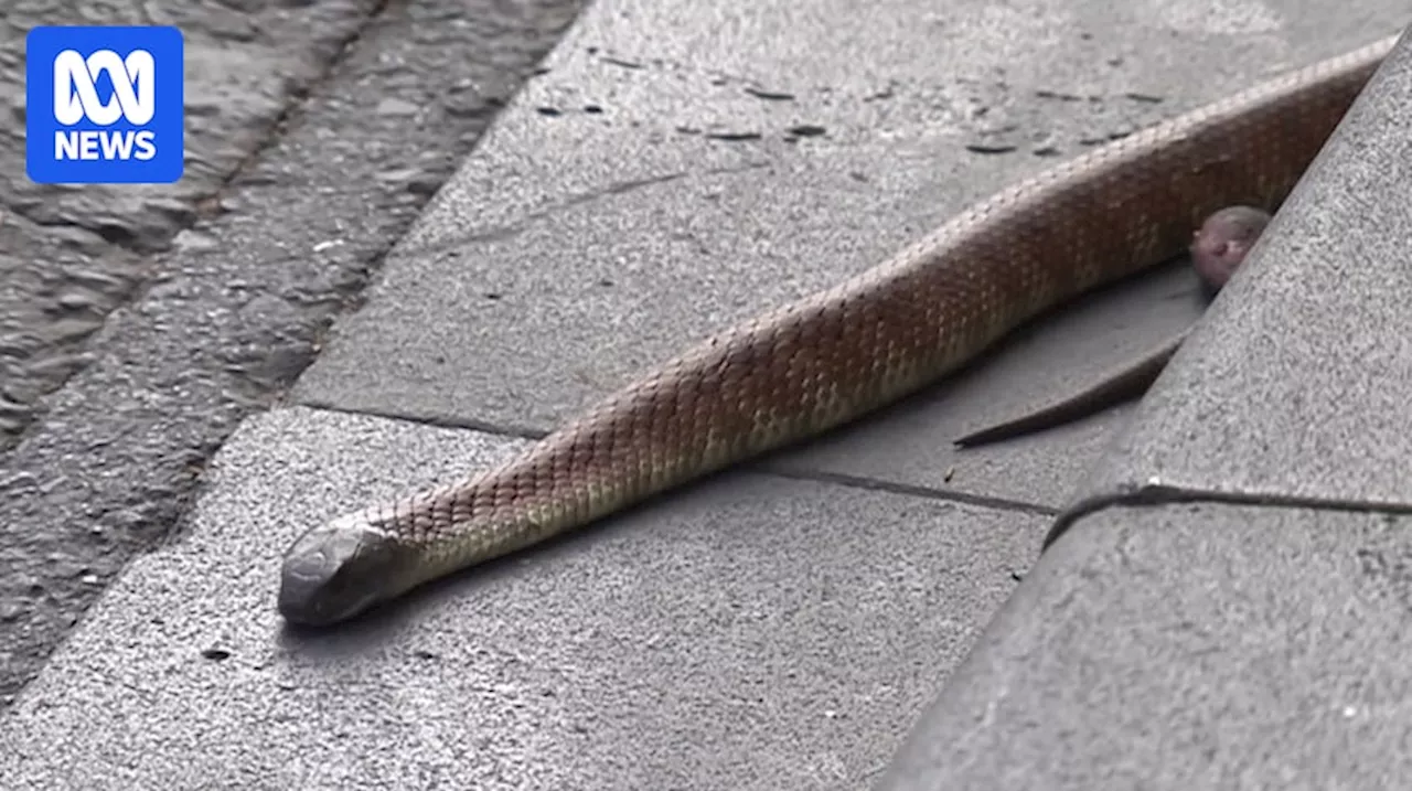 Snake sightings rise in Melbourne suburbs amidst housing construction