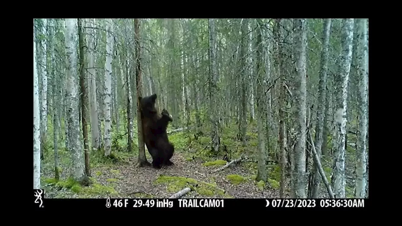 Trail cameras capture how close wolves, moose and more live to people in Anchorage