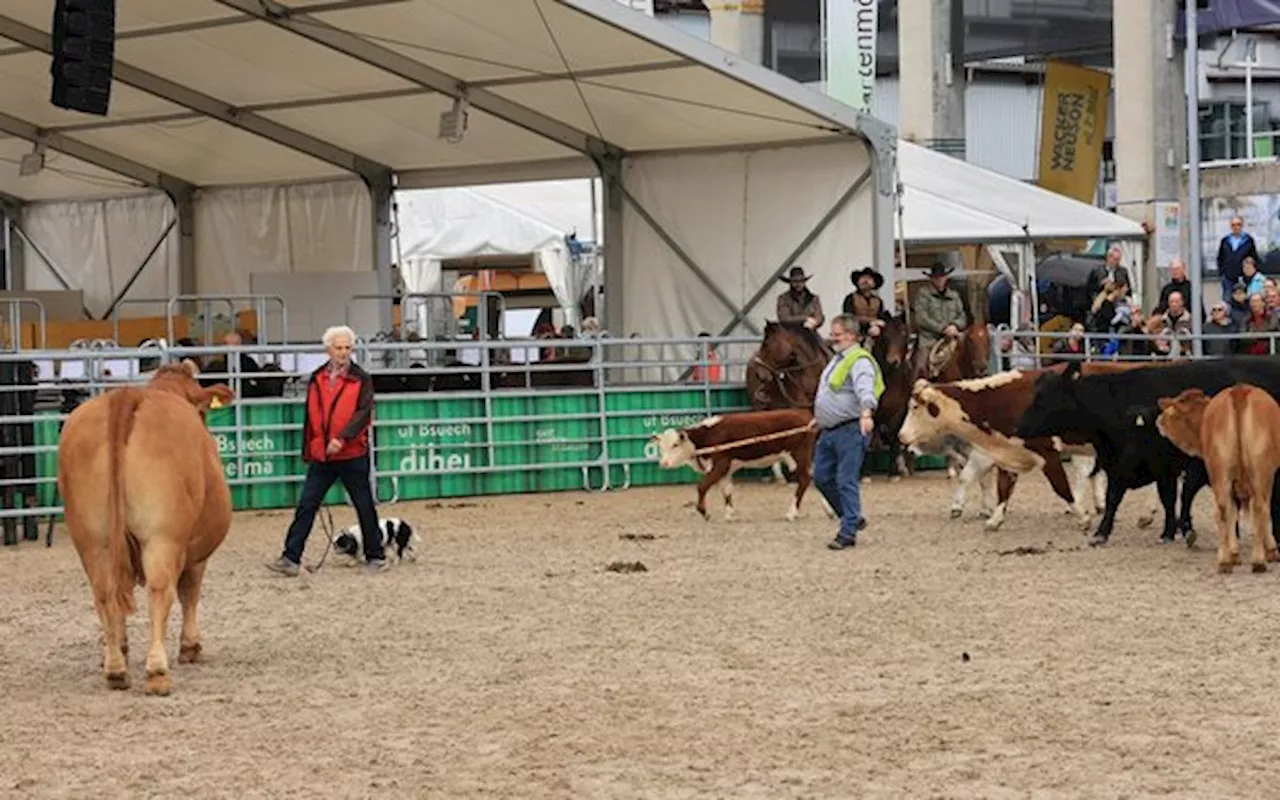 «Da muss der Hund die Schnauze halten, sonst kommt er drunter»