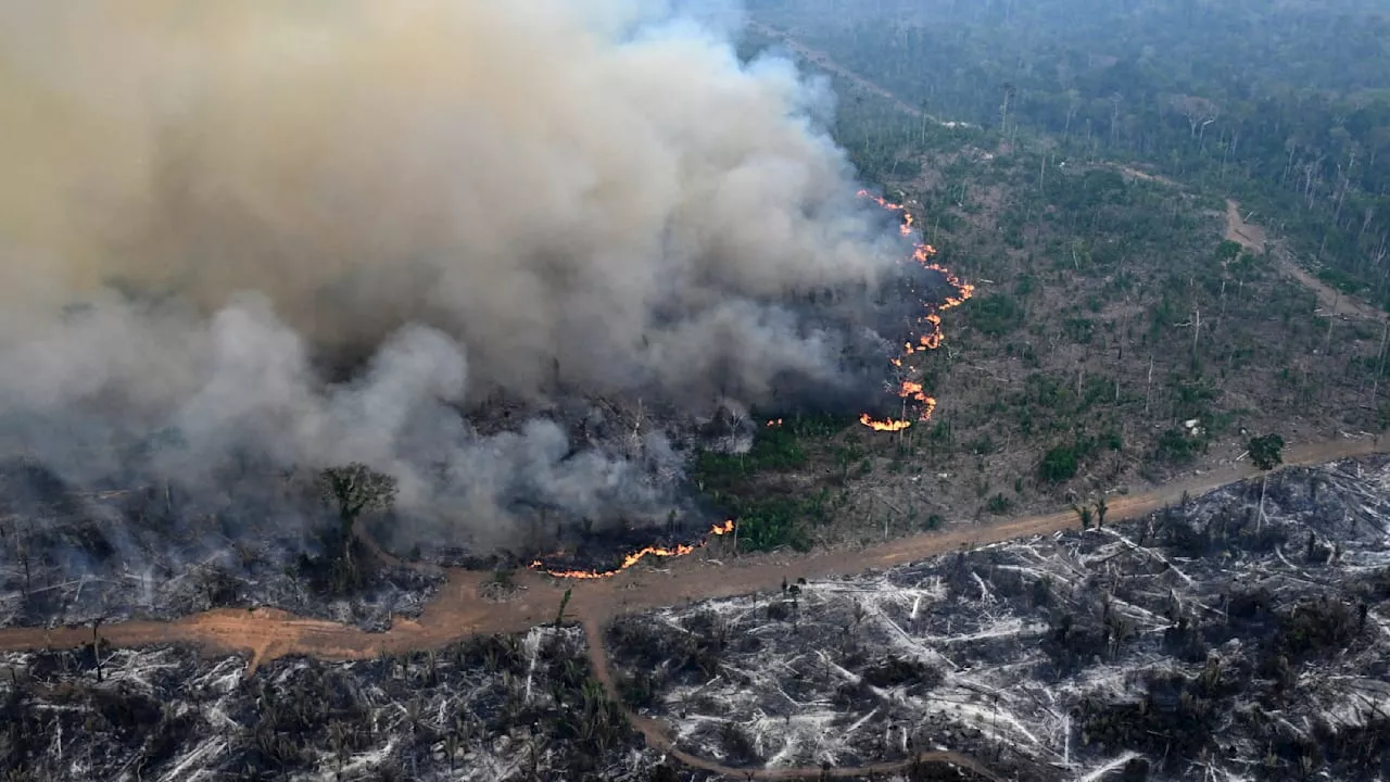 Feuer in Brasilien: Brandfläche mehr als dreimal so groß wie Bayern