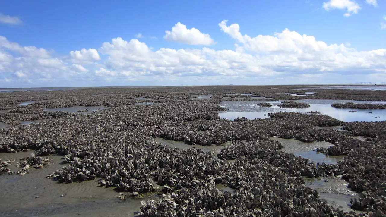 Klimawandel paradox: Austern sollen unsere Nordseeküste retten