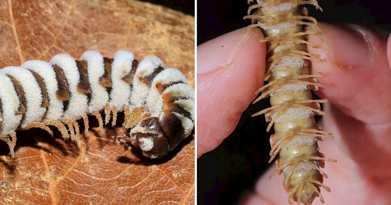 A parasitic fungus is turning Ontario creepy crawlies into suicidal zombies