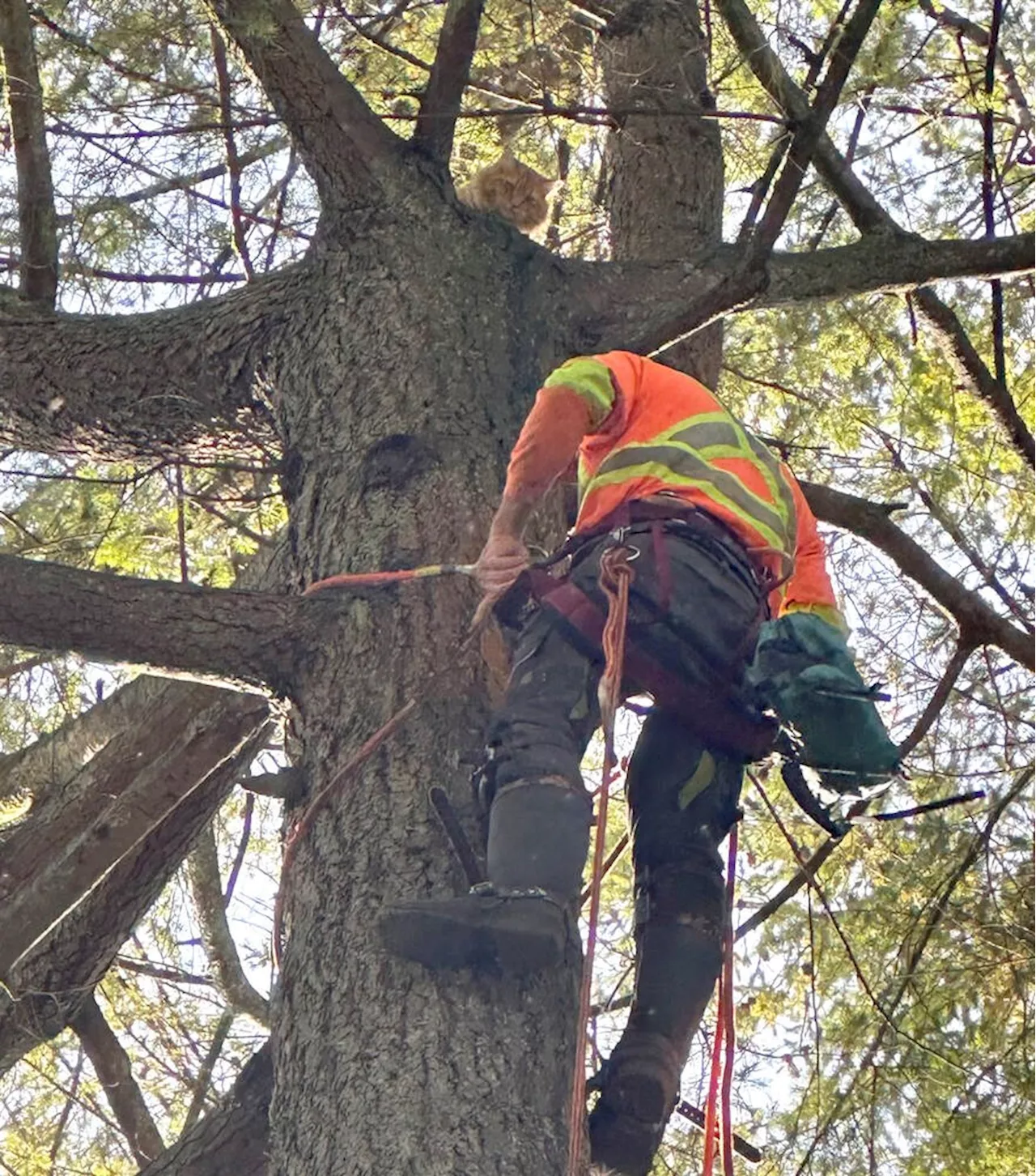 Steve the cat rescued from 90-foot tree in North Vancouver