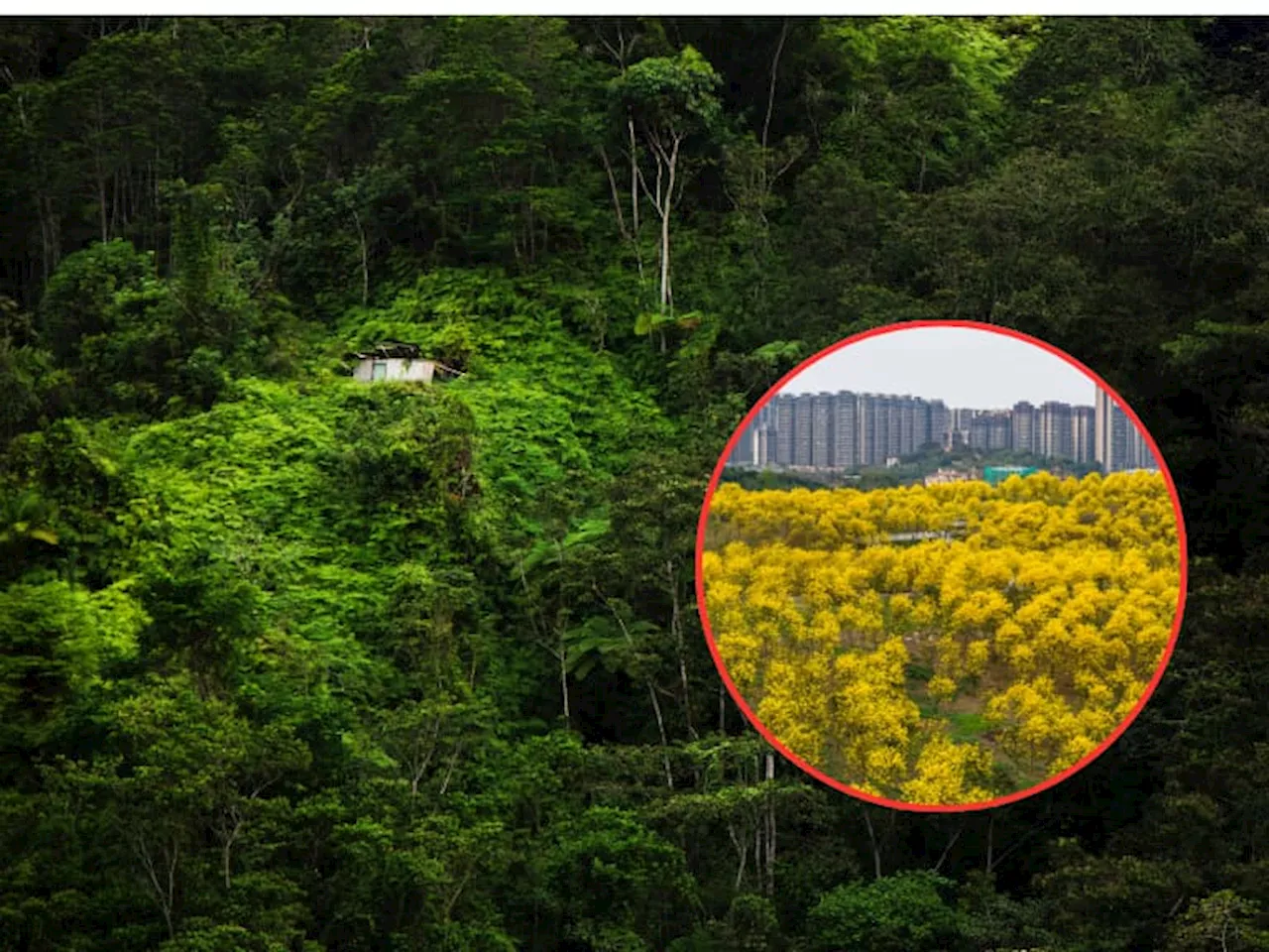 IA dice cuál es el árbol más hermoso de Colombia: sus flores son amarillas y rosadas