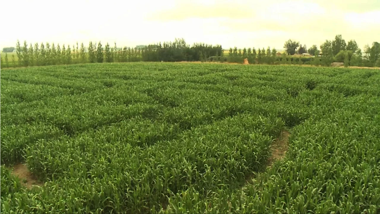 Lethbridge Corn Maze celebrates 25th anniversary with Monday fundraiser