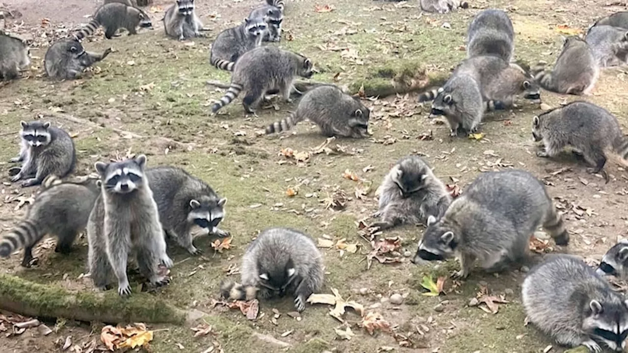 ‘Raccoons were becoming increasingly aggressive’, and other revealing quotes of the week