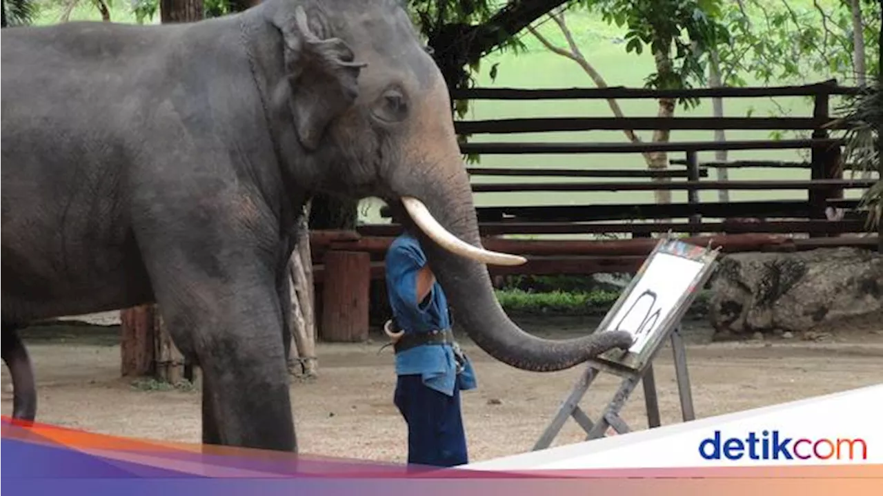 10 Hewan Paling Cerdas di Dunia, Simpanse hingga Gajah