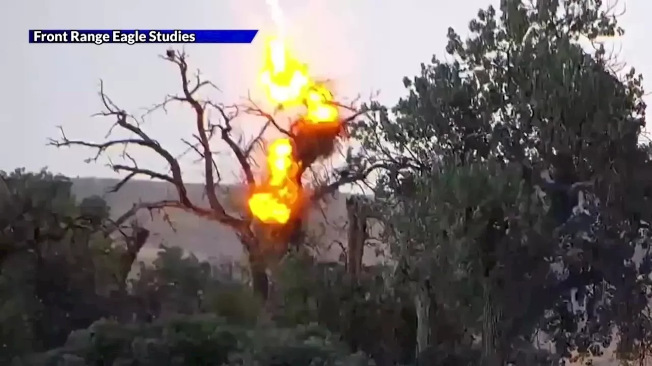 Eagle Nest Explodes In Colorado Preserve, But Bird Recovers