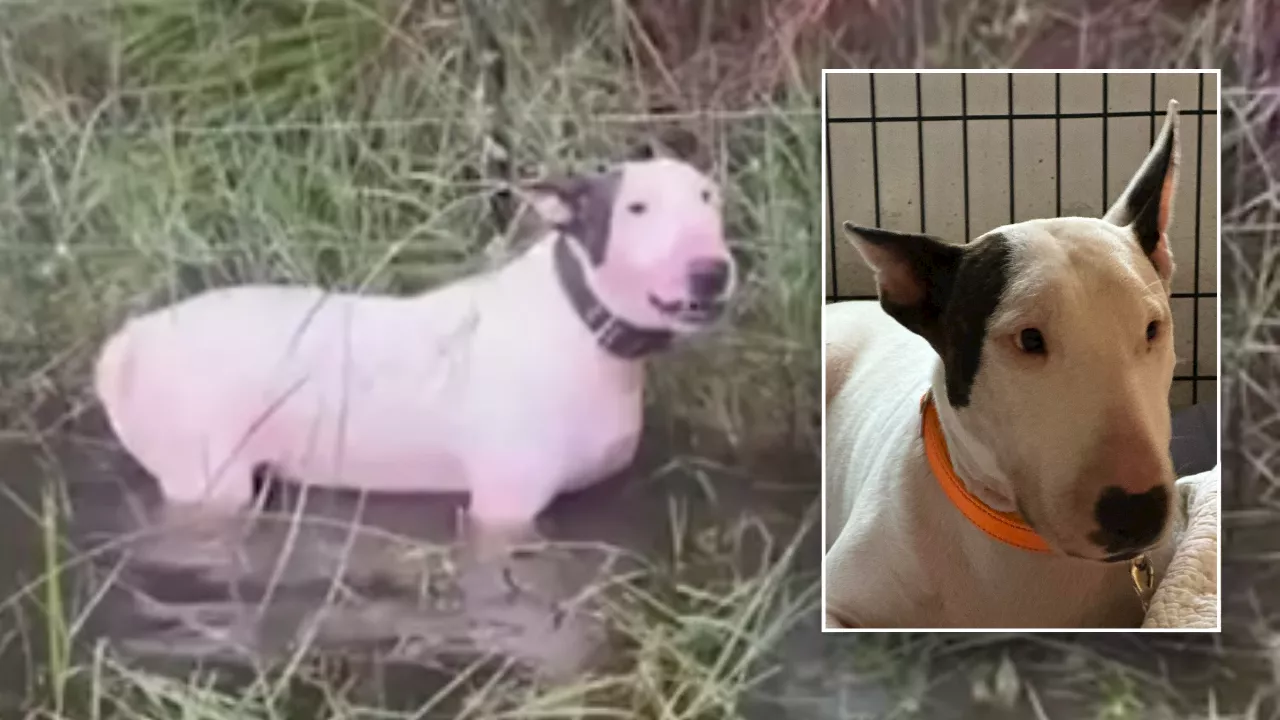 Abandoned Bull Terrier Rescued Before Hurricane Milton Now Recovering in Foster Care