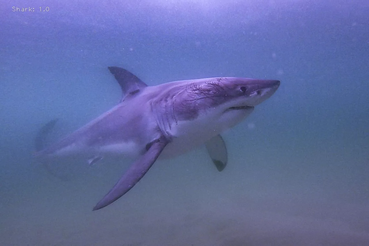 Four-metre-long Great White Shark washes up on B.C. beach