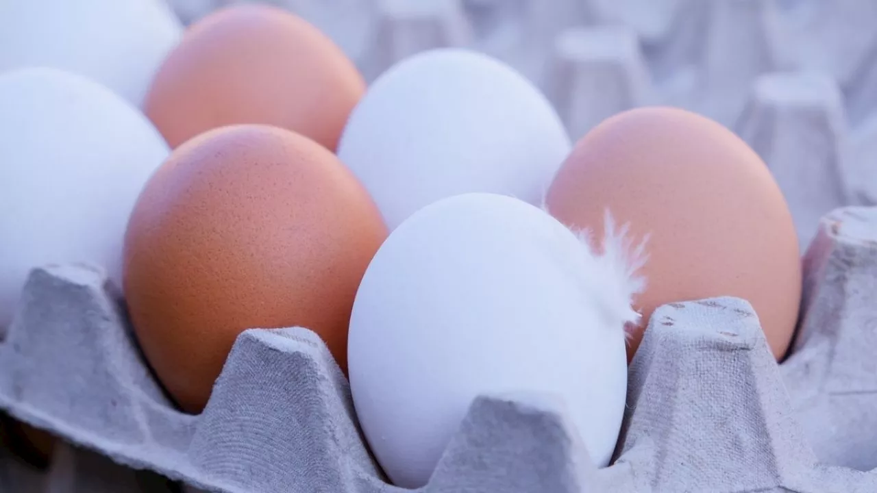 Huevos blancos o rojos: ¿Cuáles son más saludables y cuáles son sus diferencias?