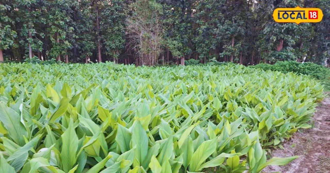 Turmeric Farming: लागत कम, मुनाफा लाखों का, किसानों के लिए पीला सोना है ये फसल