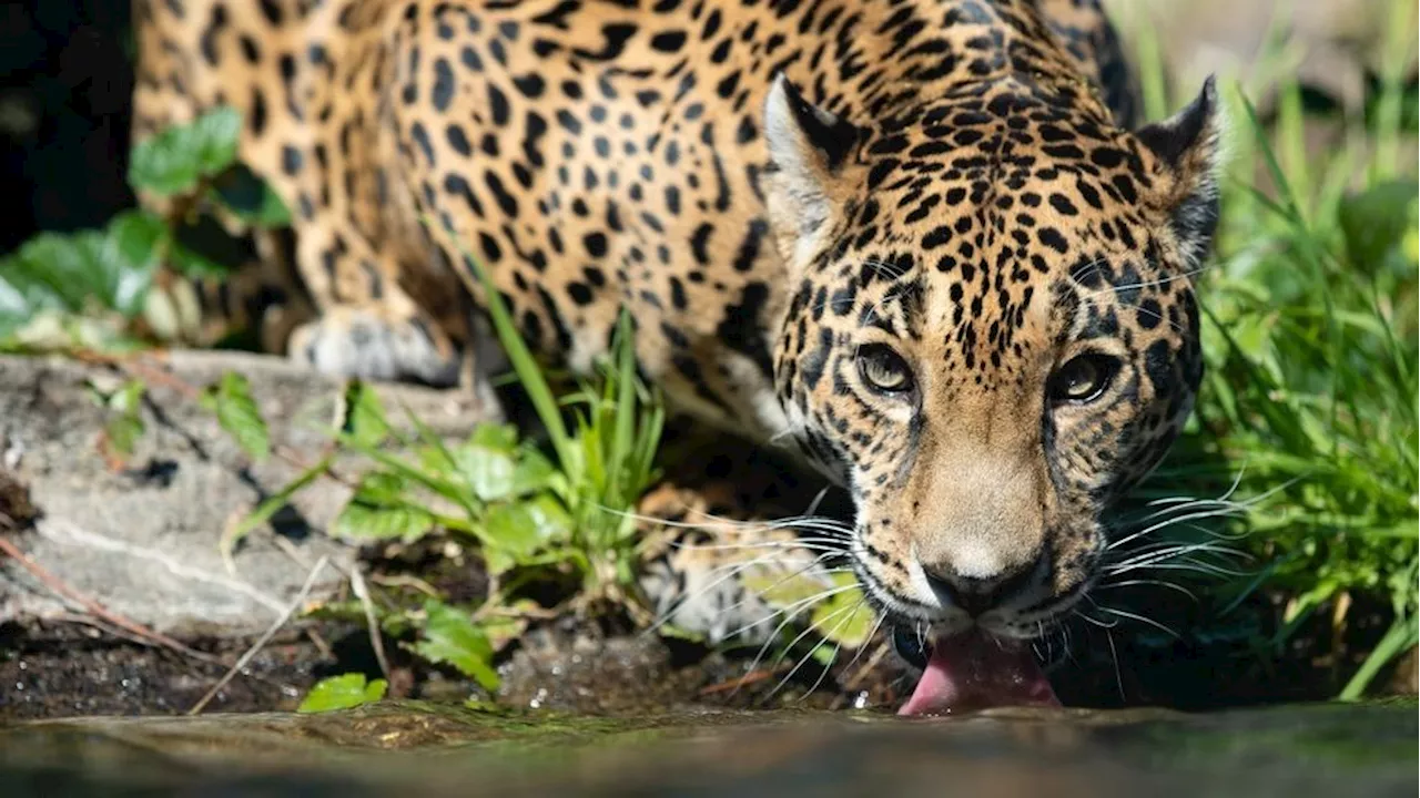 Woodland Park Zoo Says Goodbye to Beloved Female Jaguar, Nayla